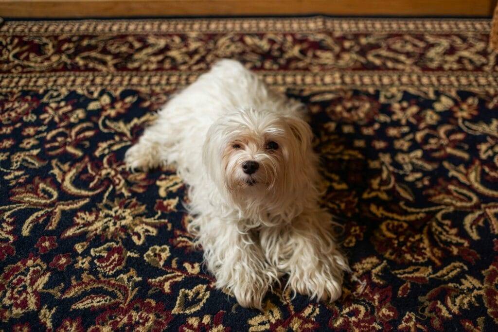 Area Rugs